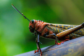 Costa Rica – wo Natur, Abenteuer und pure Schönheit aufeinander treffen