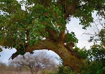 Leopard and prey