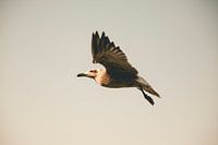 Möwe 1