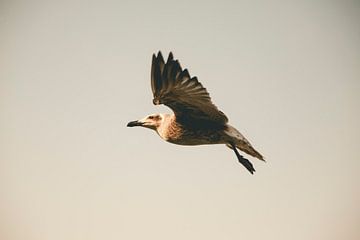 Möwe 1 van Sebastian Schimmel