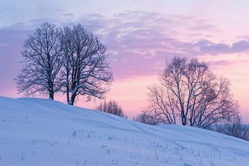 Winterstilte: Twee bomen, zonsopgang van fernlichtsicht