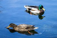 Un couple de canards dans l'eau
