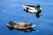 Ein paar Enten im Wasser von Stefania van Lieshout