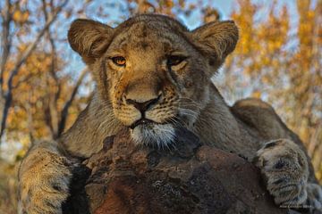 Een jonge leeuw in Zimbabwe, Afrika van Nico  Calandra