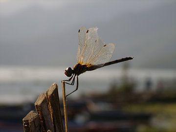 Dragonfly van Maarten van Dam