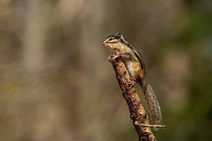 Sibirisches Erdhörnchen auf der Suche