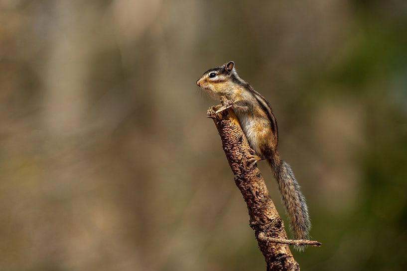 Siberian Ground squirrel on the lookout by Rob Smit