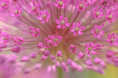 allium