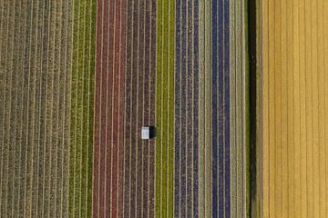 Un champ de bulbes vu d'en haut sur Menno Schaefer