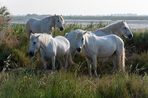 Paarden van de Camargue