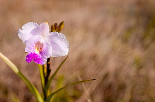 Orchid in a meadow