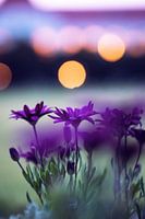The Purple Blossom