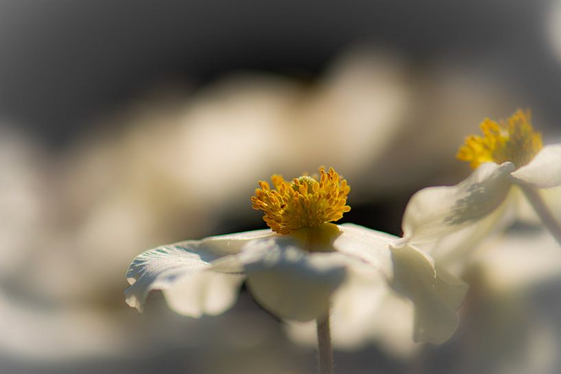 printemps par Tania Perneel