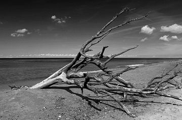 Vieux arbre - débris flottants sur la plage sur Frank Herrmann