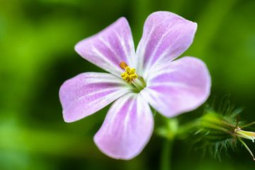 Fleur rose sur Maxwell Pels