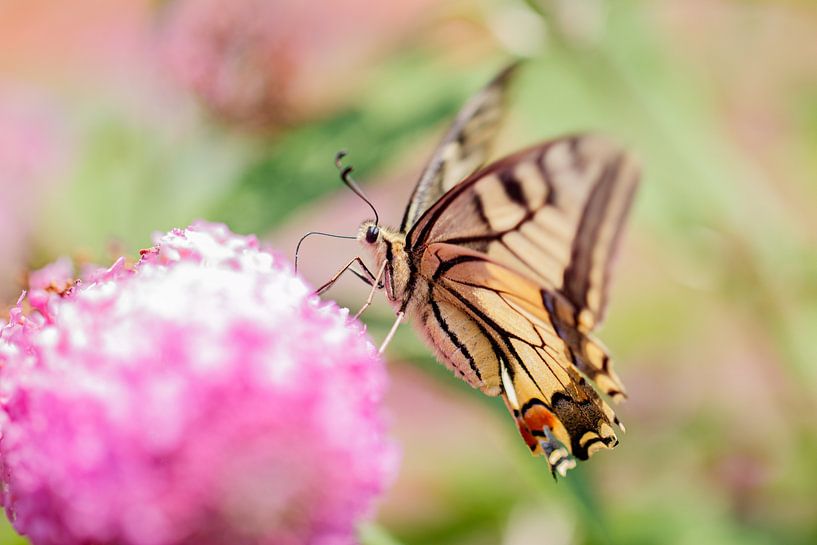 Royal by Antoine Deleij