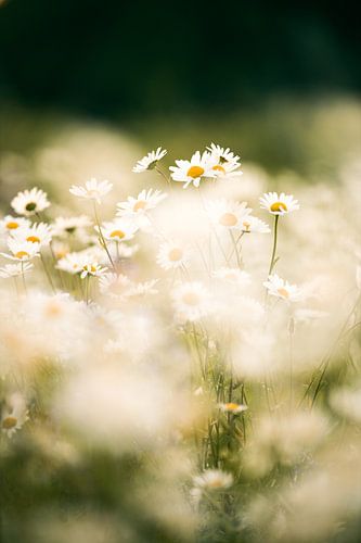 Chamomile Field