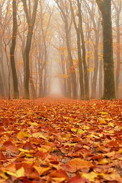 Path through a foggy Beech tree landscape during a beautiful fall morning
