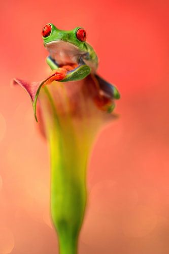 Rotaugen-Lemurenfrosch