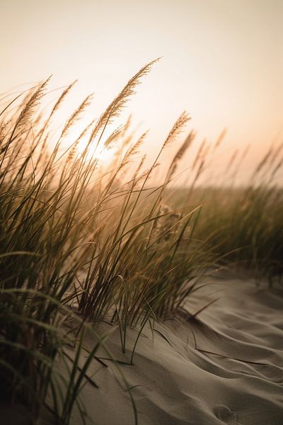 Gräser am Sandstrand V2 von drdigitaldesign