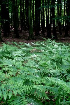 In the fern forest by Ostsee Bilder