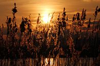 Abendsonne hinter Schilfhalsband von Pingüino Fotografie Miniaturansicht