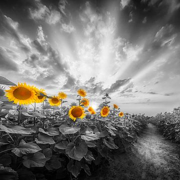 Pfad durch das Sonnenblumenfeld | colorkey von Melanie Viola