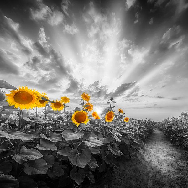 Chemin à travers le champ de tournesols | colorkey par Melanie Viola