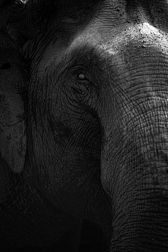 De Verborgen Details van de Olifant