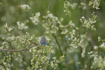 Blauwe vlinder in de bloesem van de planten