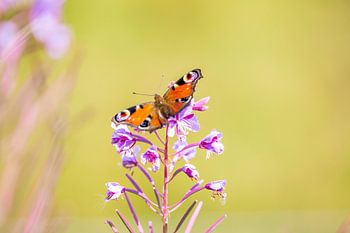 Peacock butterfly