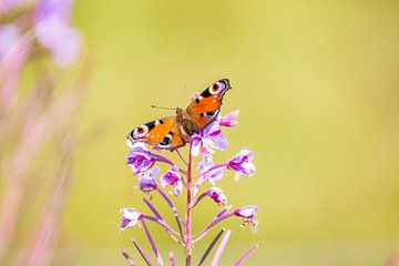 Papillon de jour sur Reinier Holster