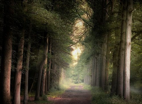 Shadows And Tall Trees