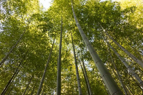 Green trunks of tall bamboo in a bamboo forest