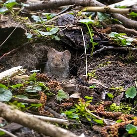 Hello, I'm a wood mouse by Robbie Nijman