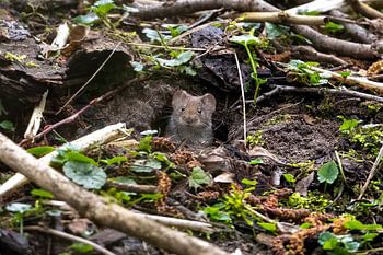 Hello, I'm a wood mouse