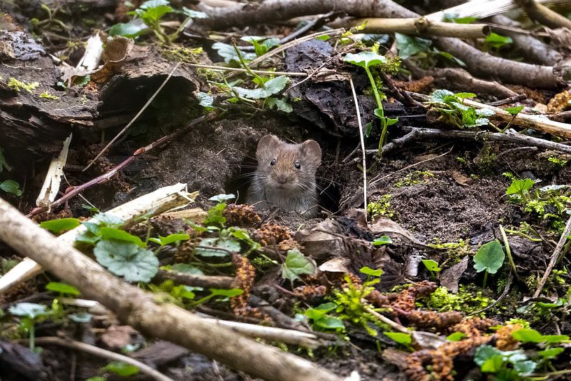 Hello, I'm a wood mouse by Robbie Nijman