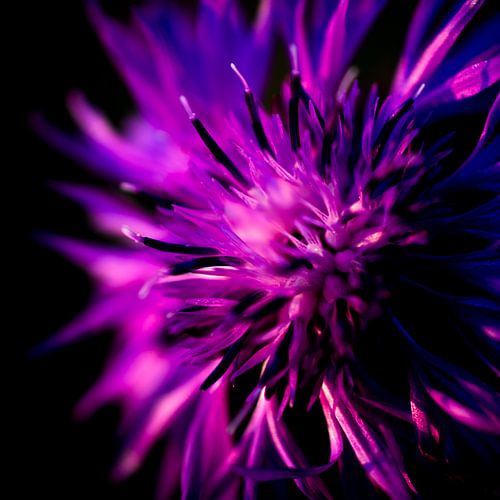 Fleur sauvage pourpre