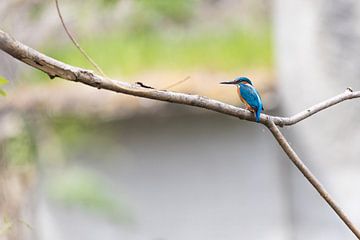 Eisvogel van Felix Brönnimann