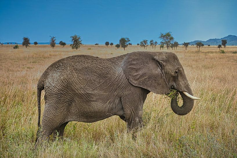 Afrikanischer Riesenelefant in der Savanne von pixxelmixx
