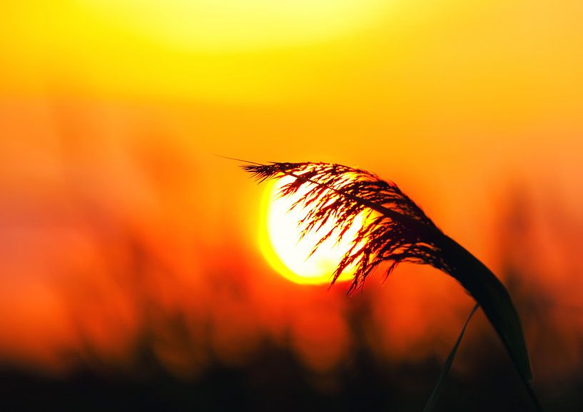 Reeds by Bo Valentino