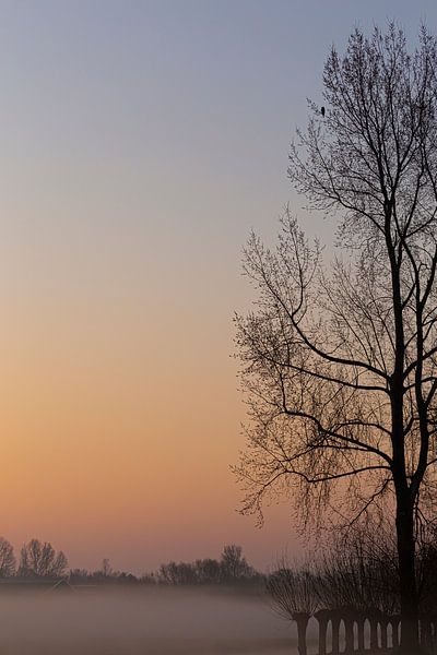 Nebliger Baum von Saskia S