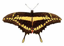 Royal Swallowtail by Christian Mueller