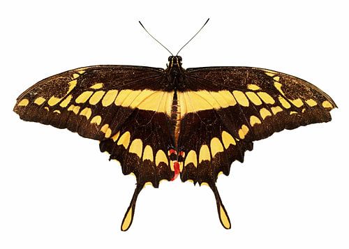 Queue d'hirondelle royale