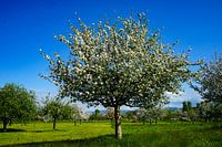 Fruit blossom