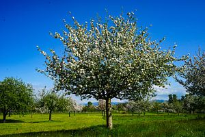 Obstblühte von Marco Eicher