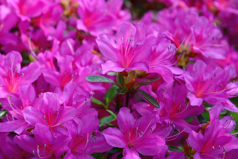 Pink von Gisela Scheffbuch