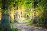 A Walk in the forest van Juul Hekkens thumbnail