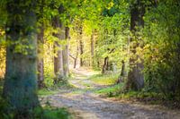A Walk in the forest
