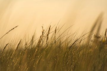 Gras auf einer Düne an der Küste bei Sonnenuntergang. Naturfoto während einer Wanderung an der Ostsee. von Martin Köbsch